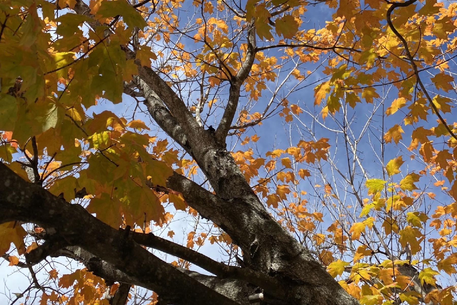 Want to skip the parkway crowds? Try these fall color spots instead ...