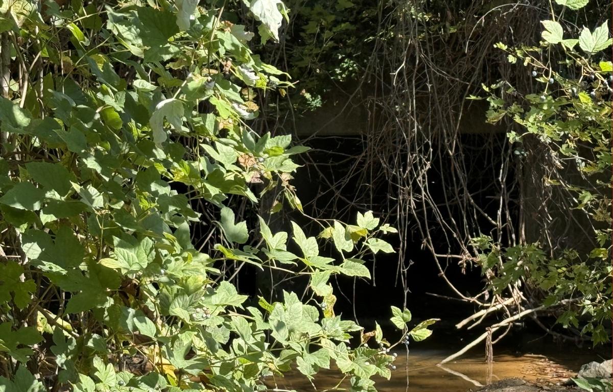 Nasty Branch flows through a culvert beneath Congress Street beside Choctaw Park in Asheville. The creek is part of the watershed being examined as the city assesses its aging stormwater infrastructure.