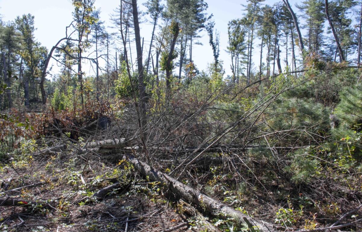 Debris along the Asheville corridor of the Blue Ridge Parkway.