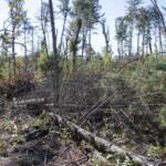 Debris along the Asheville corridor of the Blue Ridge Parkway.