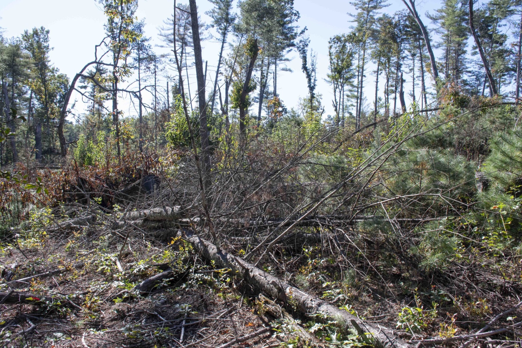 Debris along the Asheville corridor of the Blue Ridge Parkway.